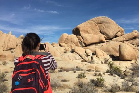 joshua tree