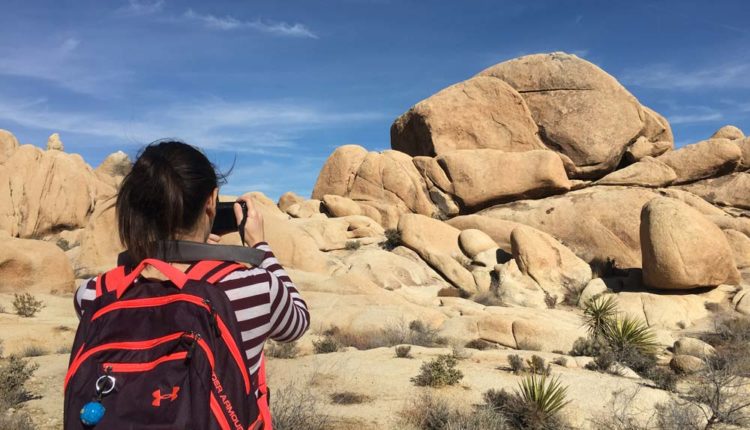 joshua tree