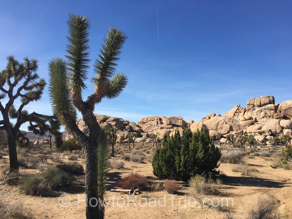 Joshua tree