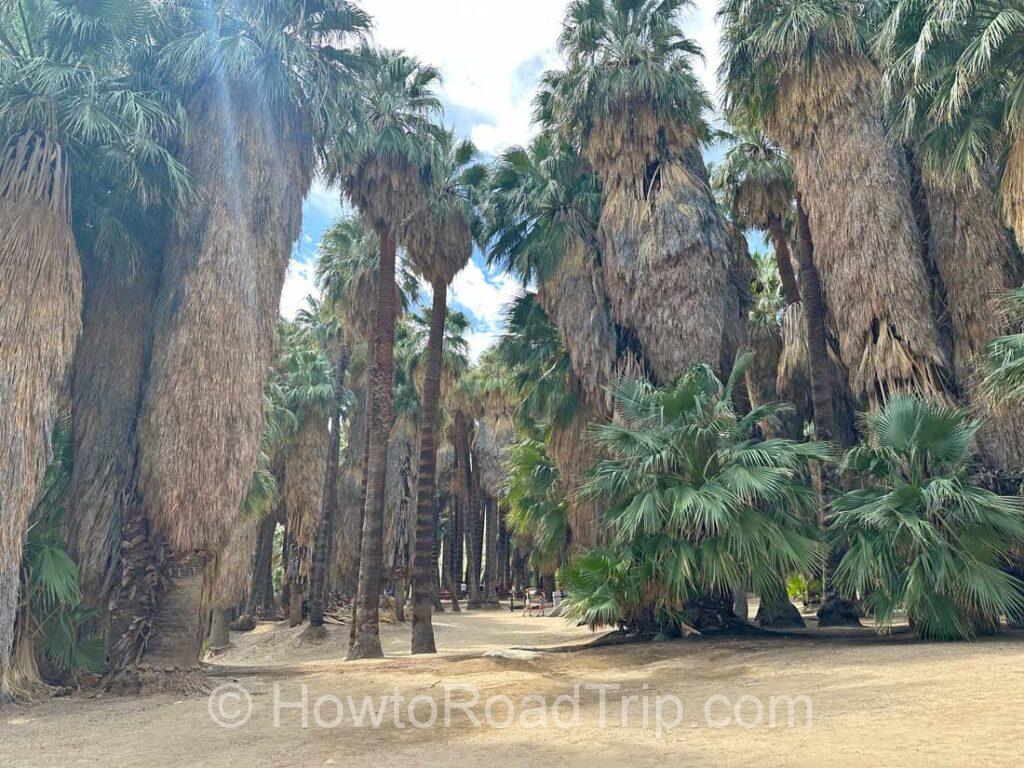 palm canyon