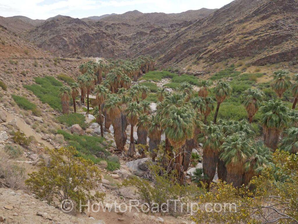palm canyon 奥